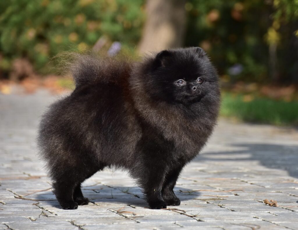 Pomeranian honey hit