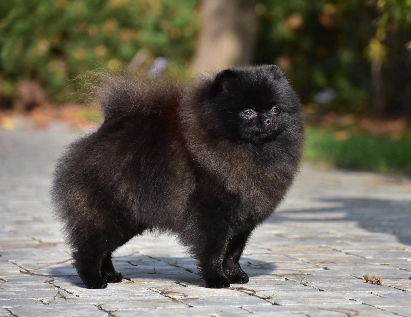 Pomeranian honey hit