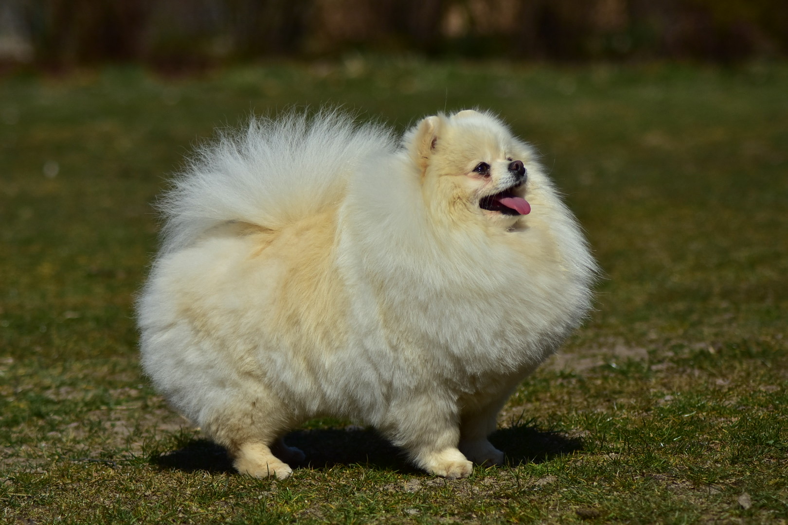 JOUR DE NEIGE VALDI pomeranian 3