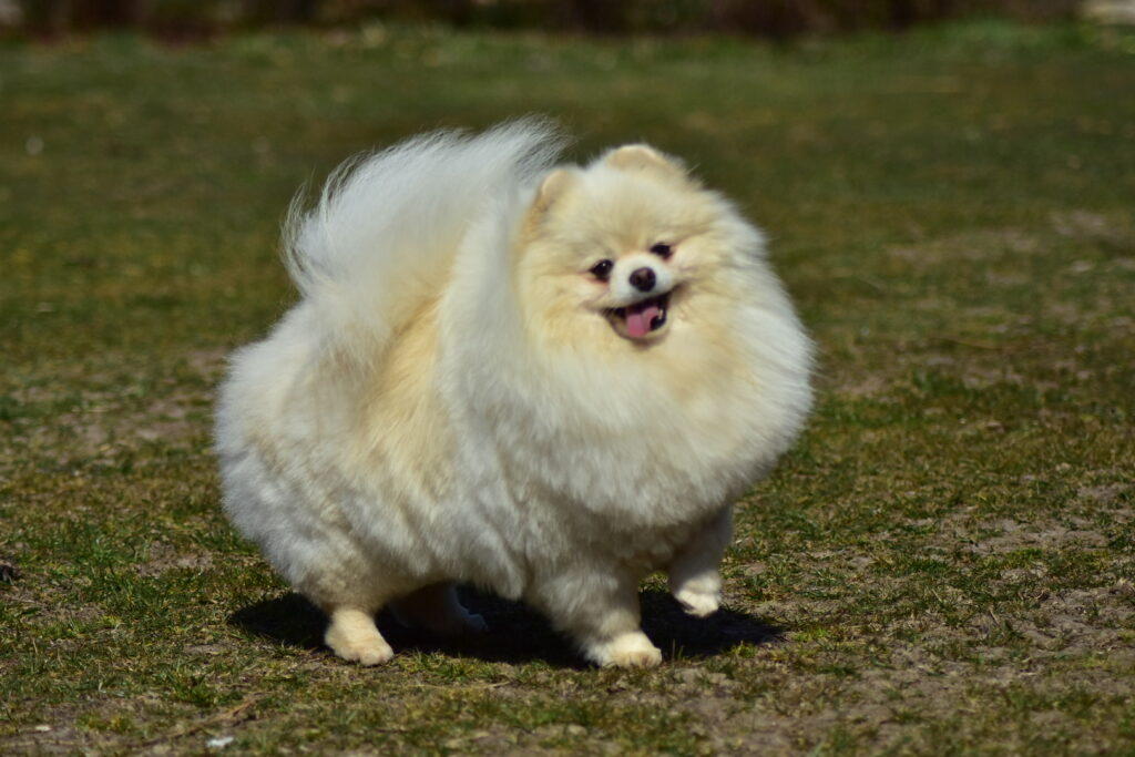 JOUR DE NEIGE VALDI pomeranian