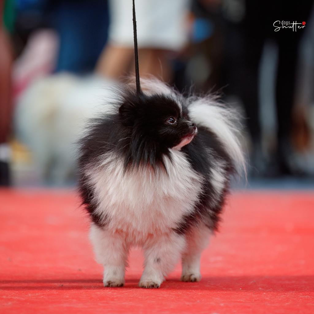 Pomeranian Tira Vento JOLEK, biało-czarny (łaciaty, particolor)