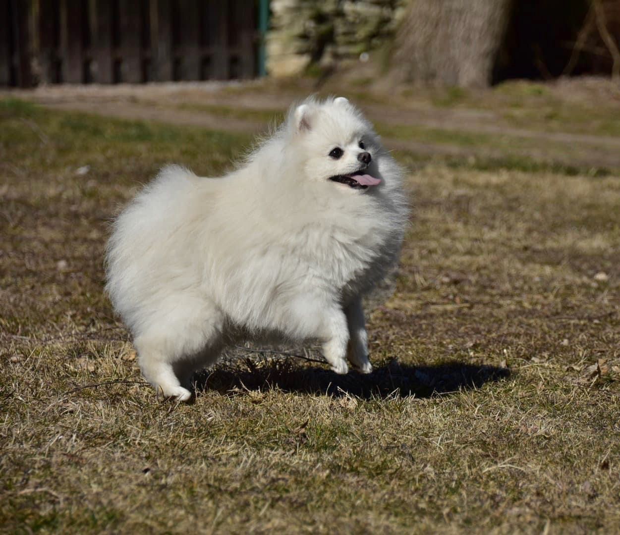 Pomeranian Tira Vento ZGREDEK, Biały
