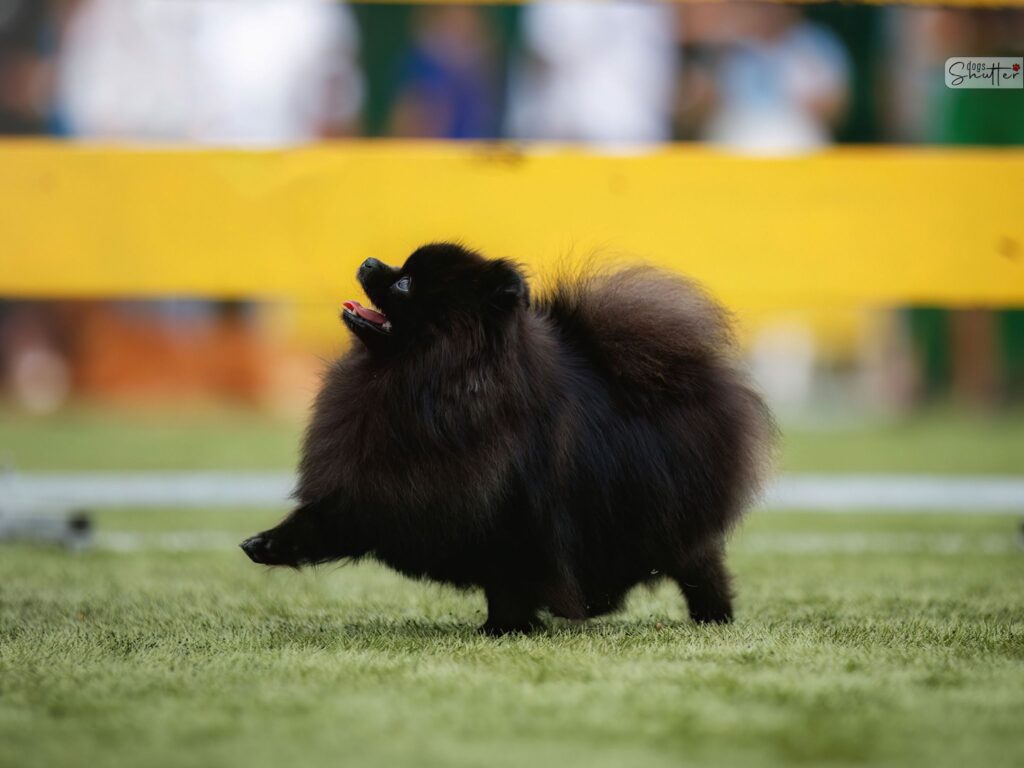 Pomeranian Tira Vento TOSIA, Pomarańczowy