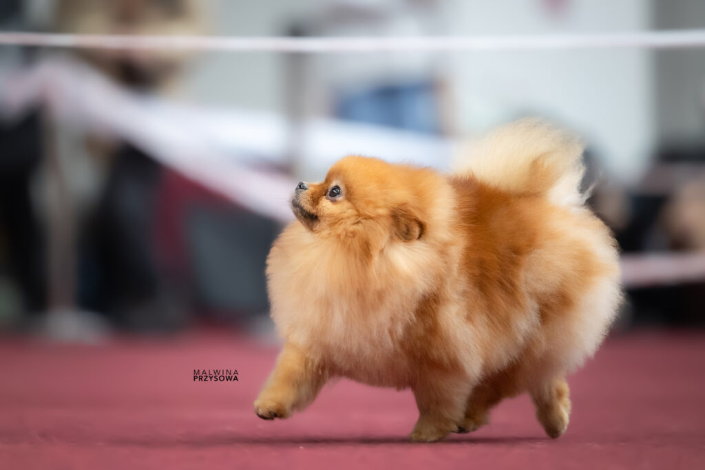Pomeranian Tira Vento TIKKI, Pomarańczowy