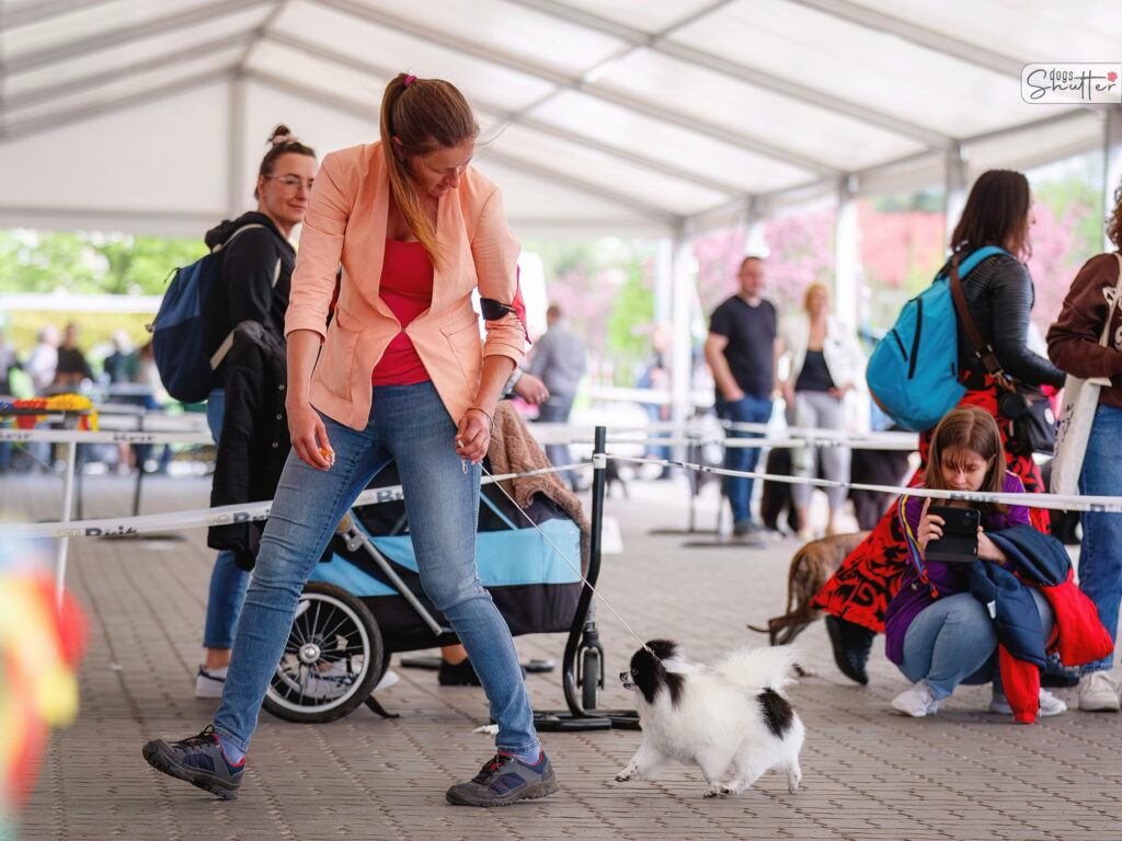 szpic miniaturowy hodowla