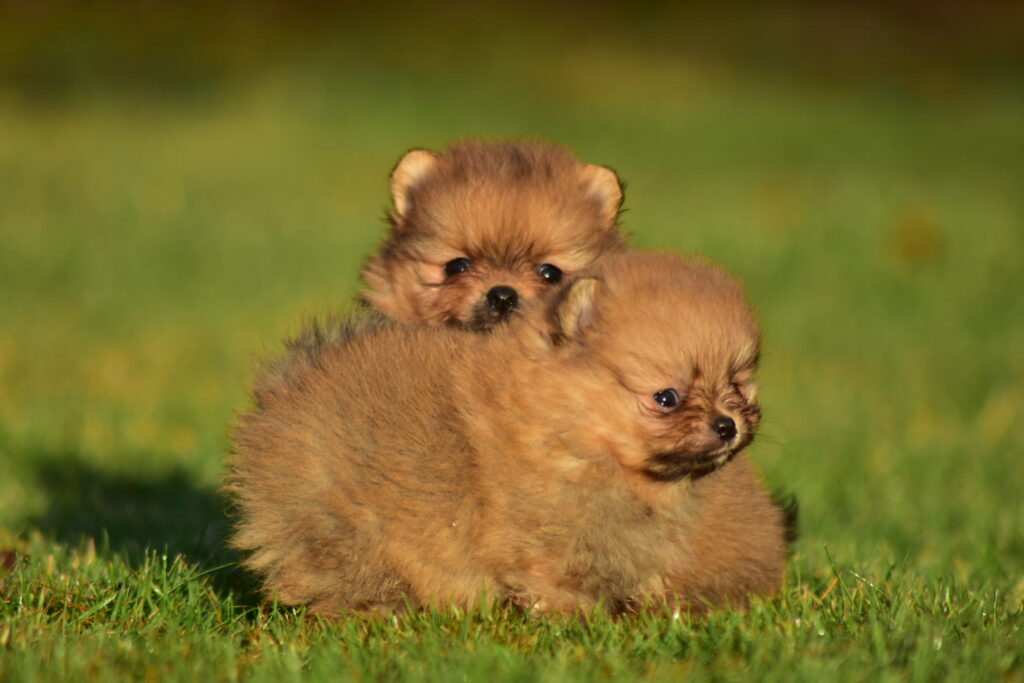 szpic miniaturowy hodowla