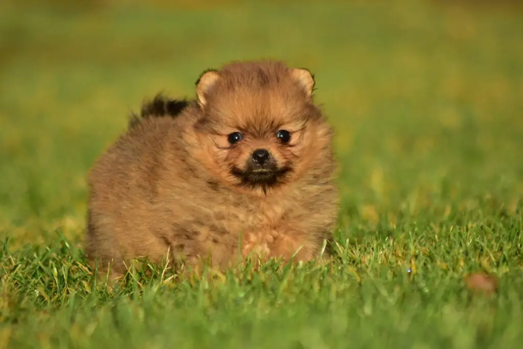 pomeranian hodowla