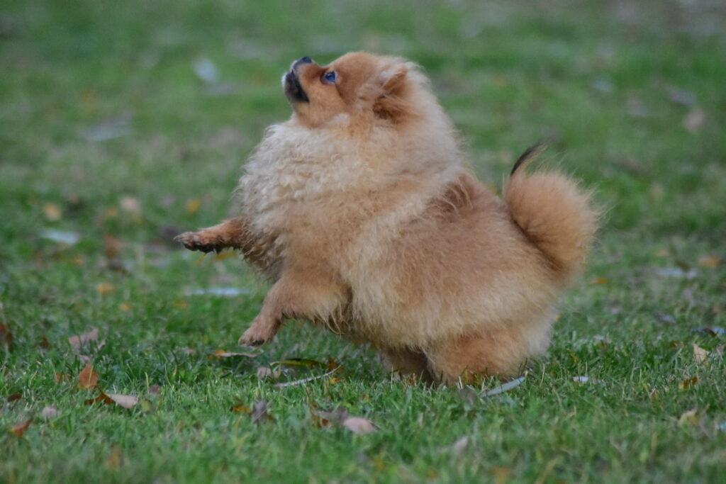 Pomeranian Tira Vento WESOŁEK, Pomarańczowy