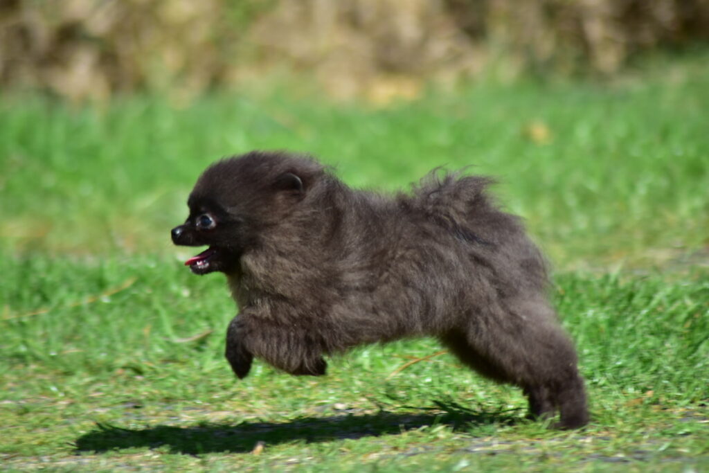 Pomeranian Tira Vento KIT KAT, Czarny