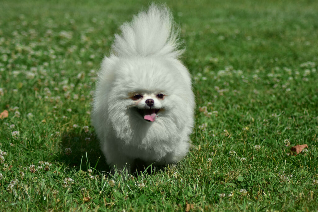 Pomeranian Tira Vento ZJAWA, Biały