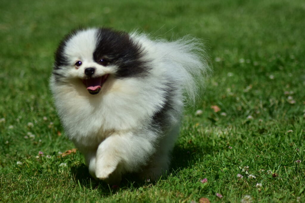 Pomeranian Oroslando IZYASLAV BAZHEN „BASIEK”, Biało-czarne