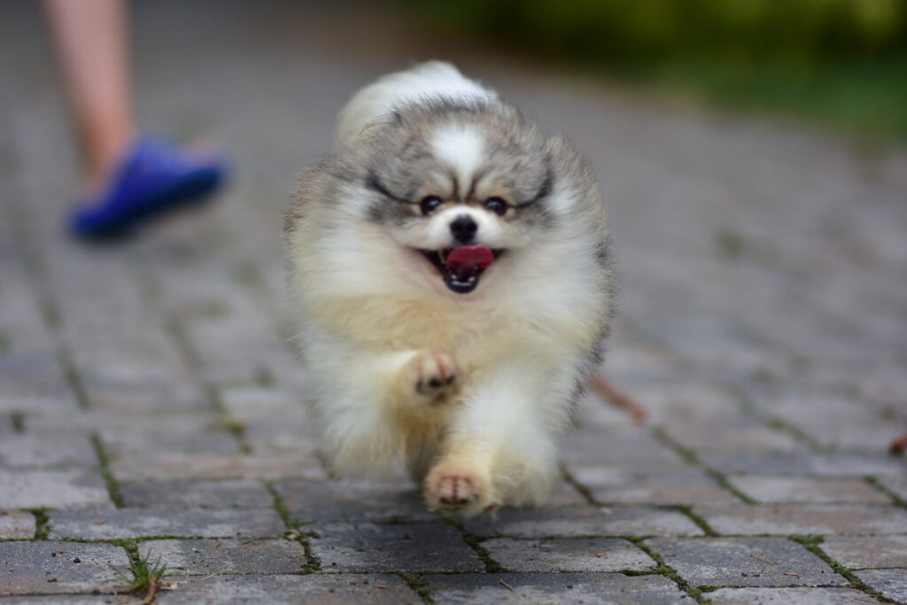 Pomeranian Tira Vento CHICHOTKA, Czarno-biały
