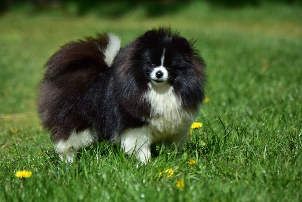Szczenięta pomeraniana, miot z 4 lipca 2025 (Aster-Vill PROSPER KID × Tira Vento JELONKA)