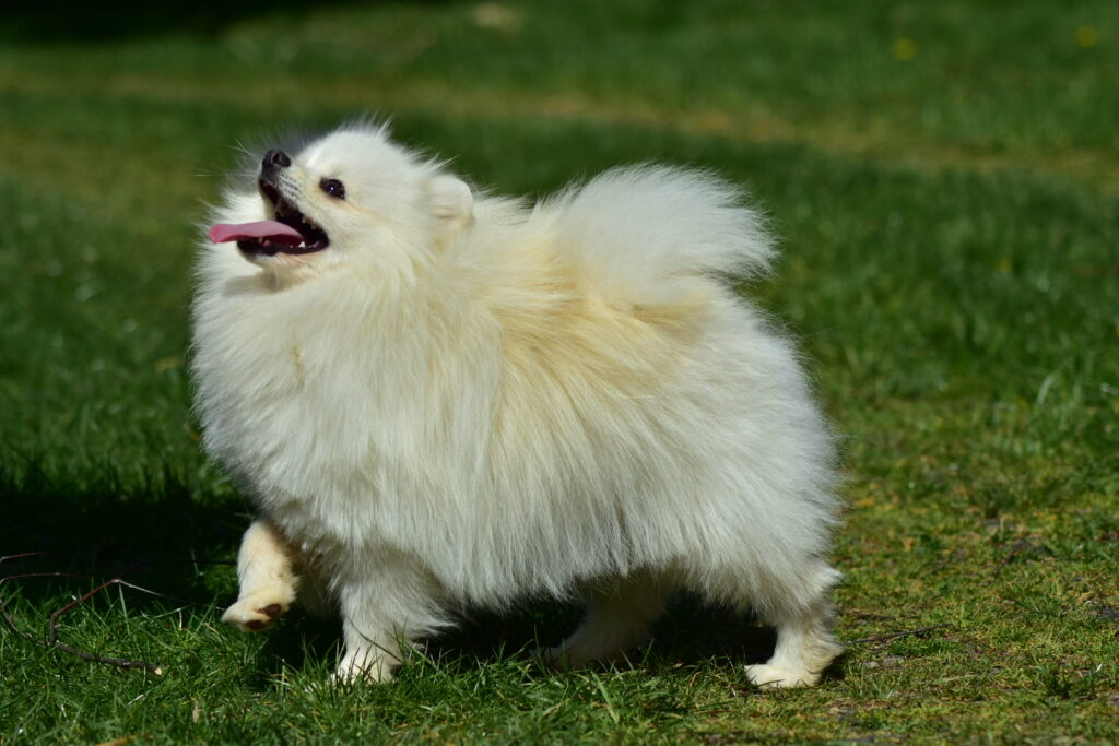 Szczenięta pomeraniana, miot z 16 lipca 2025 (Tira Vento ZGREDEK × JOUR DE NEIGE VALDI)