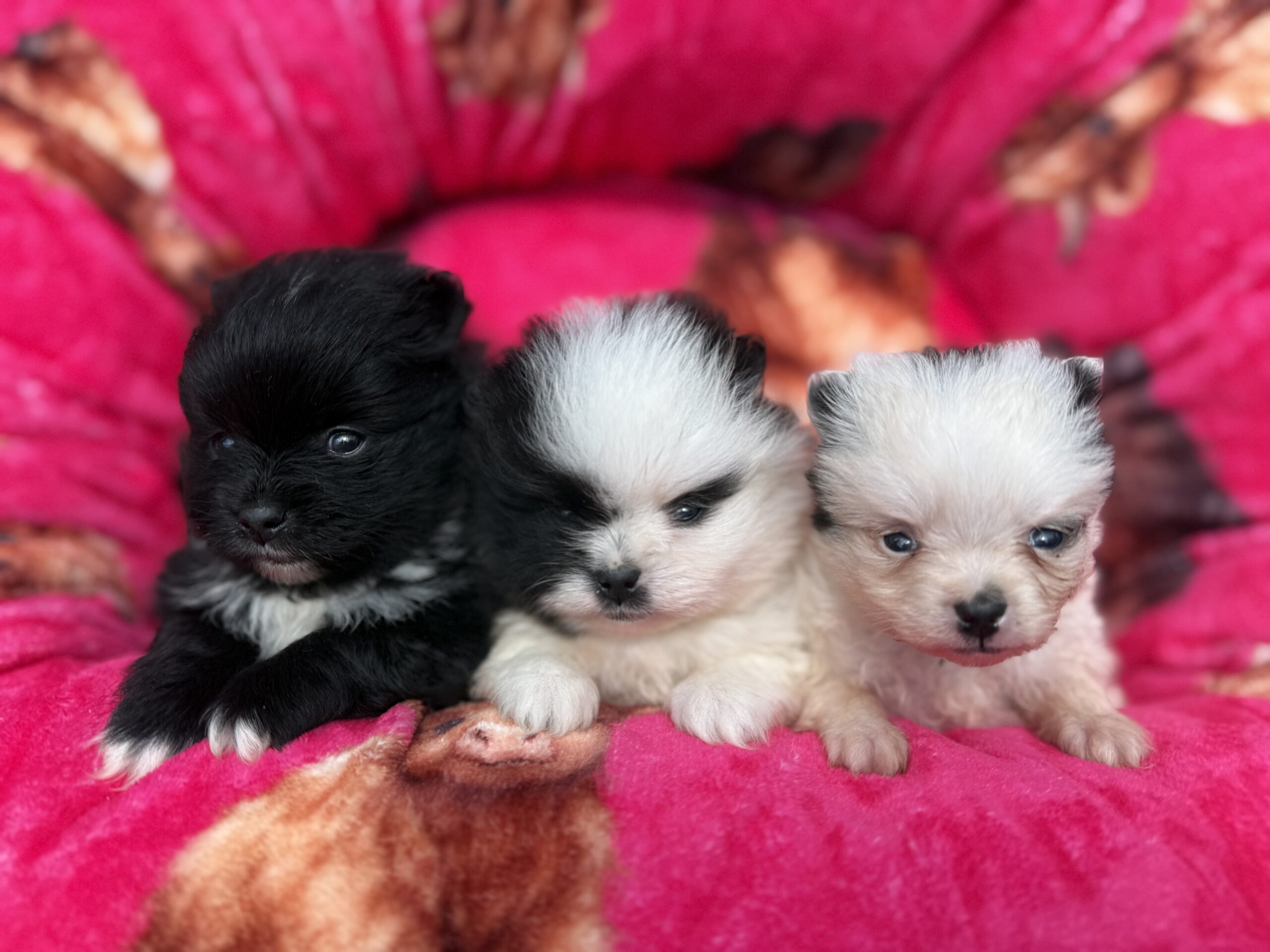 Szczenięta pomeraniana z hodowli Pomeraniany-Tiravento.pl